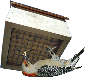 upside down suet feeder 1